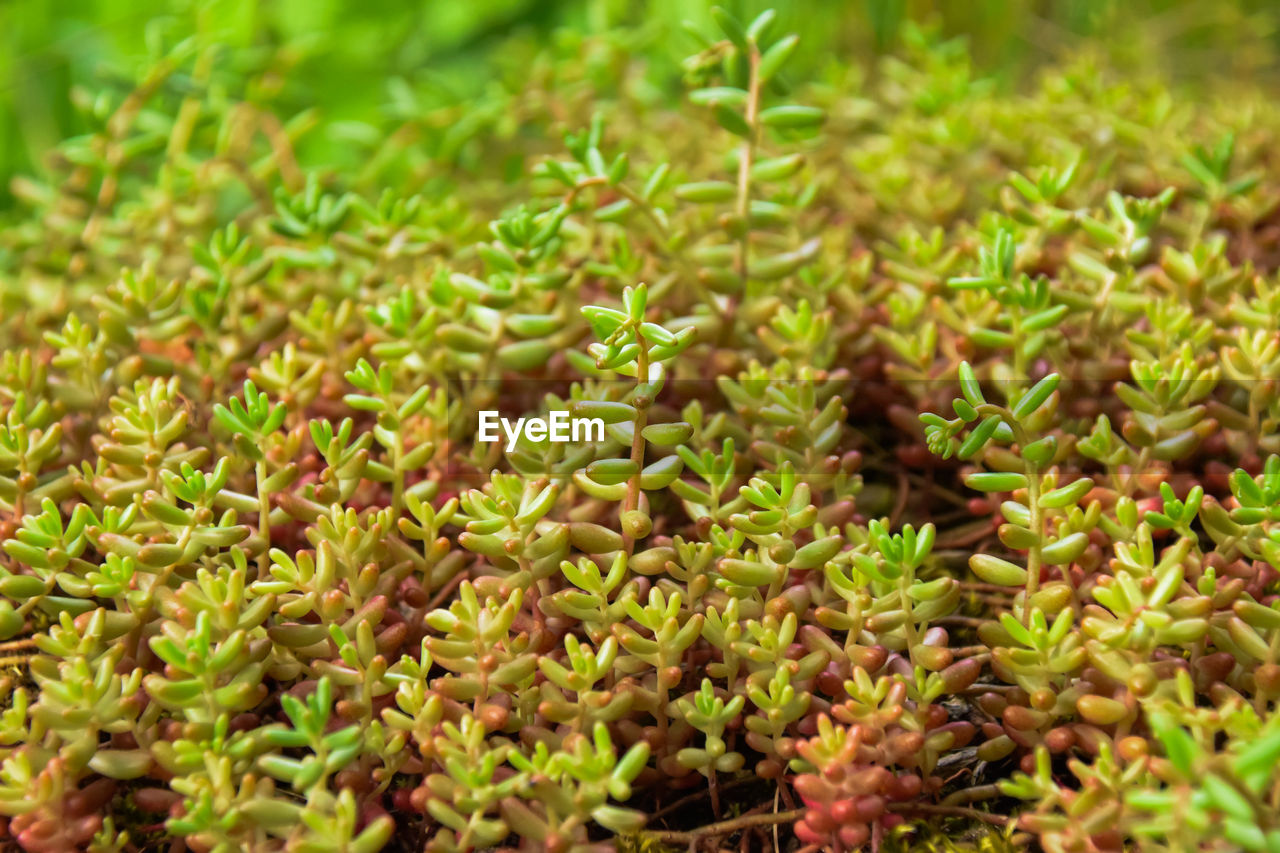 HIGH ANGLE VIEW OF FRESH PLANTS