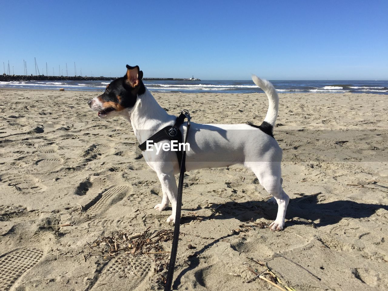 DOG ON BEACH AGAINST SEA