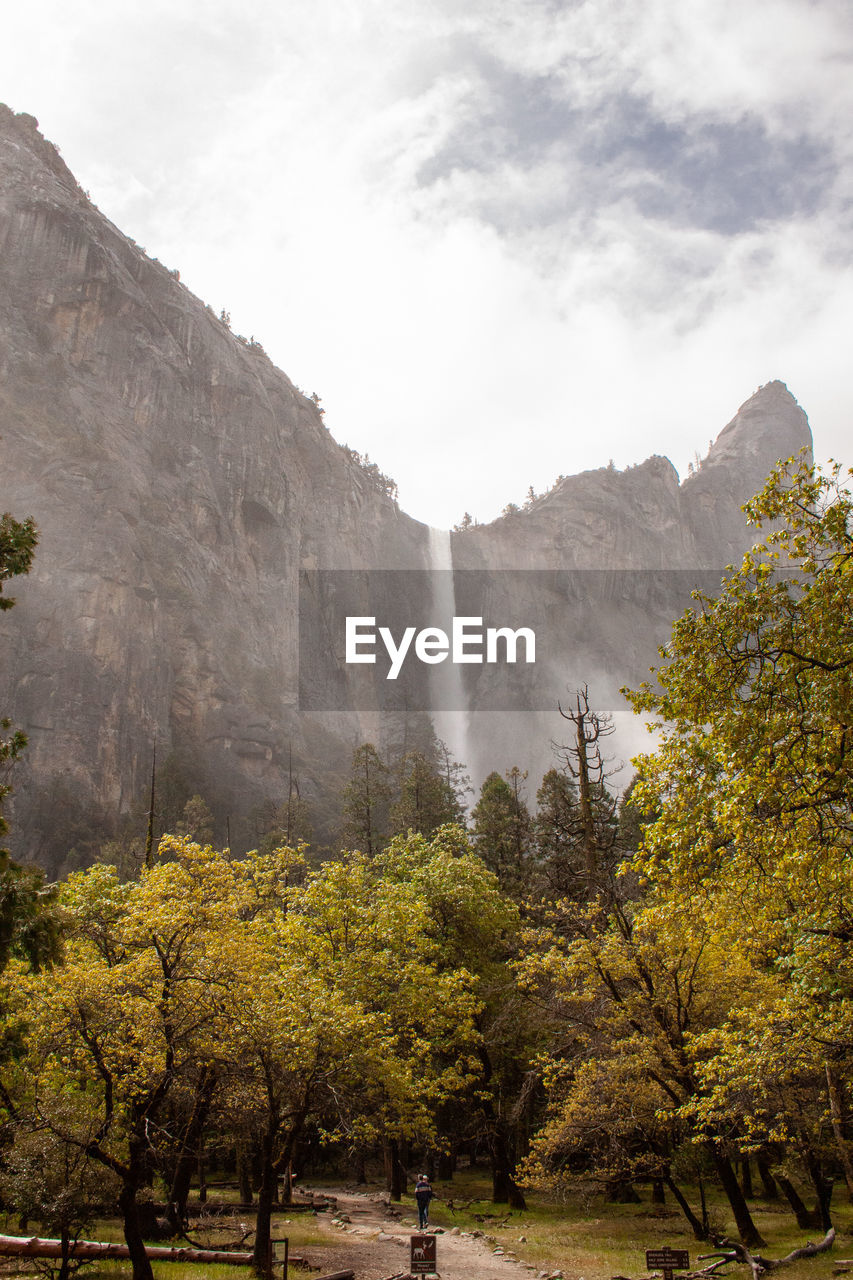 TREES GROWING ON MOUNTAIN AGAINST SKY