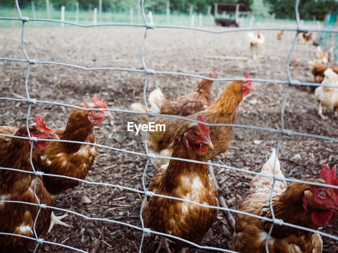 VIEW OF BIRDS BY FENCE