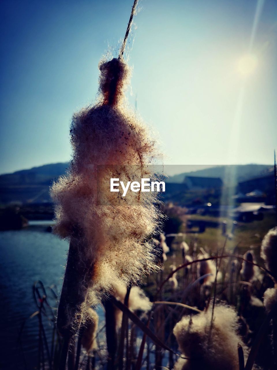 CLOSE-UP OF PLANT AGAINST SKY