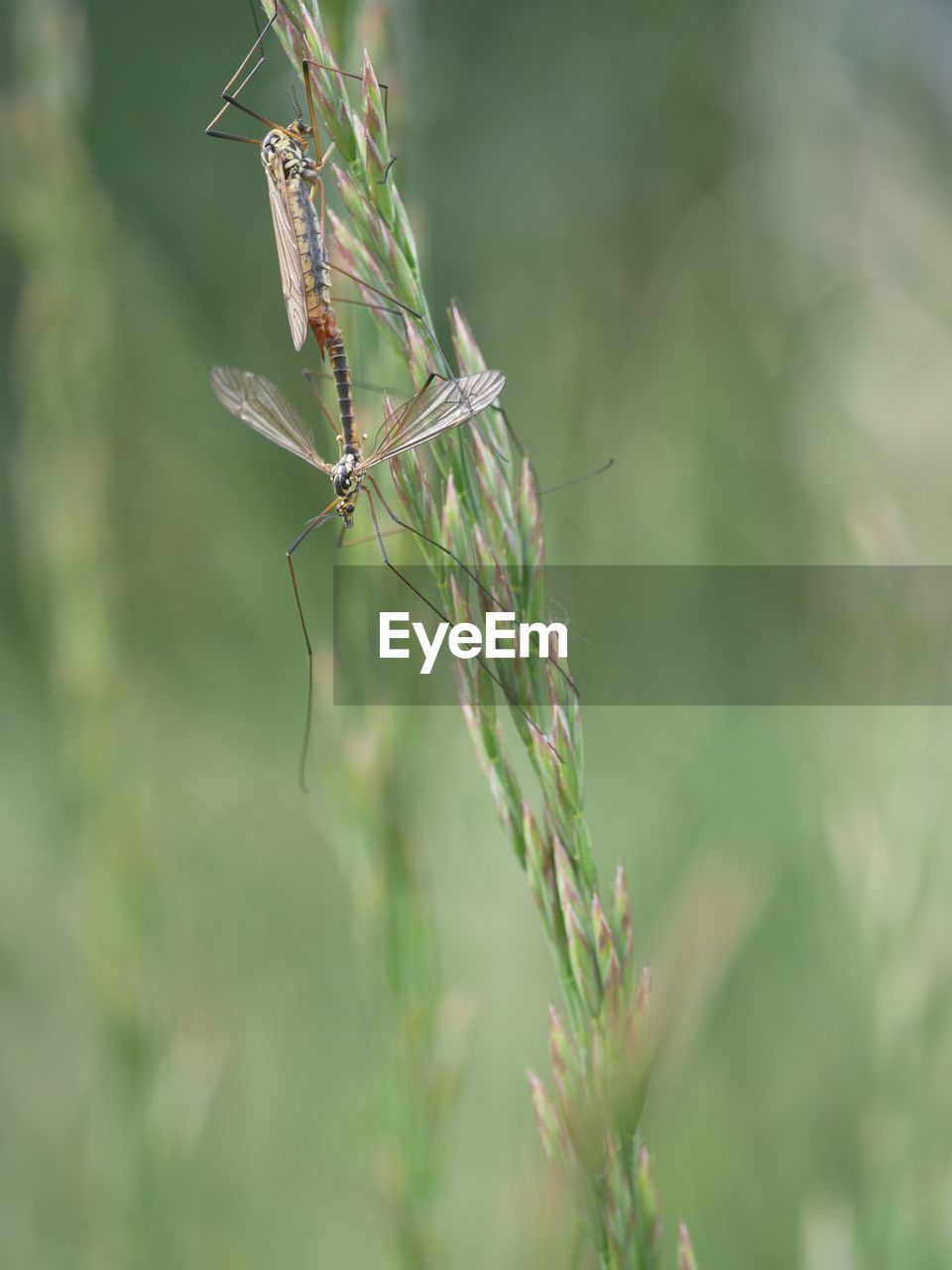 Close-up of insects on plant