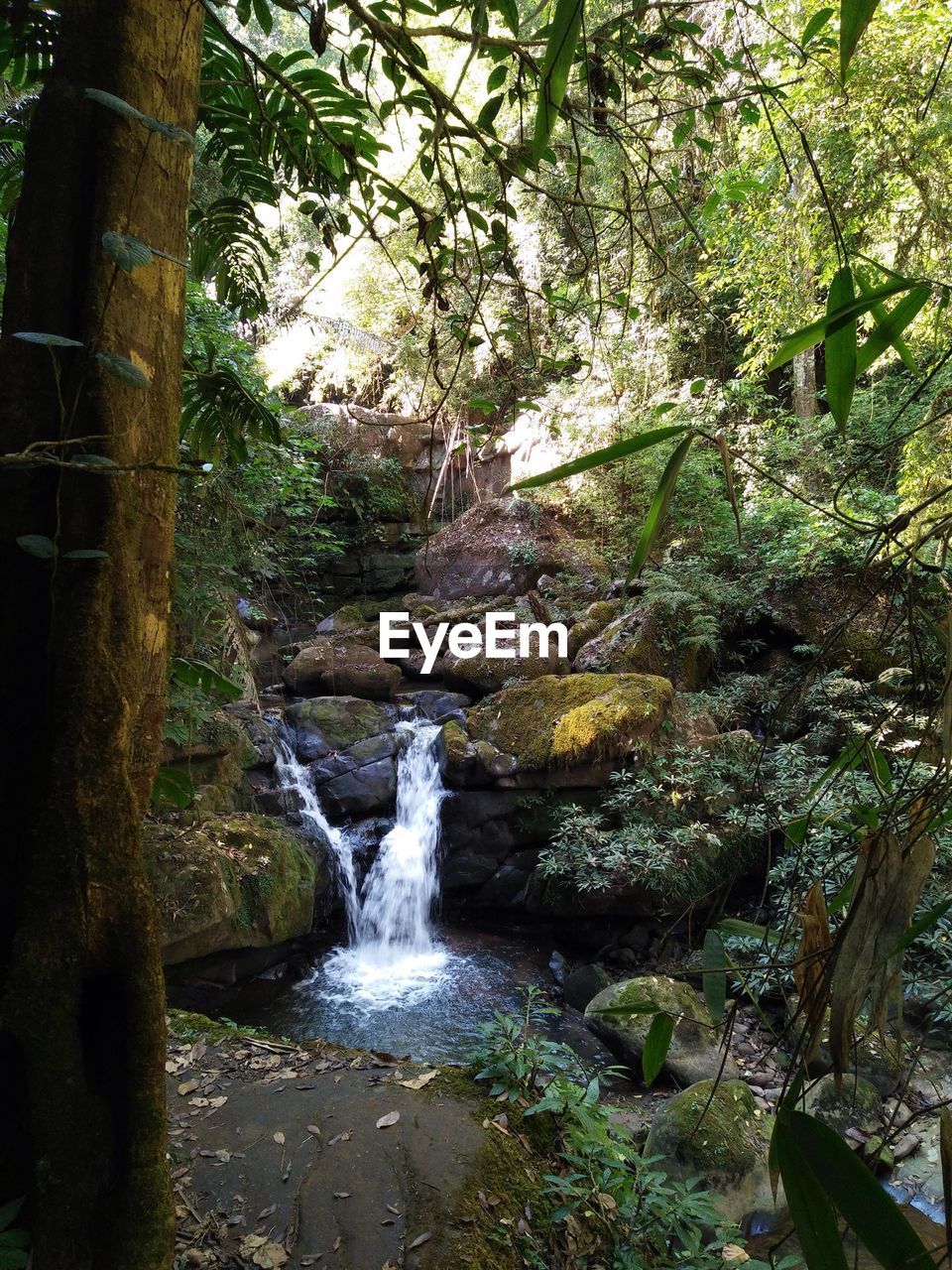 WATERFALL AMIDST TREES IN FOREST