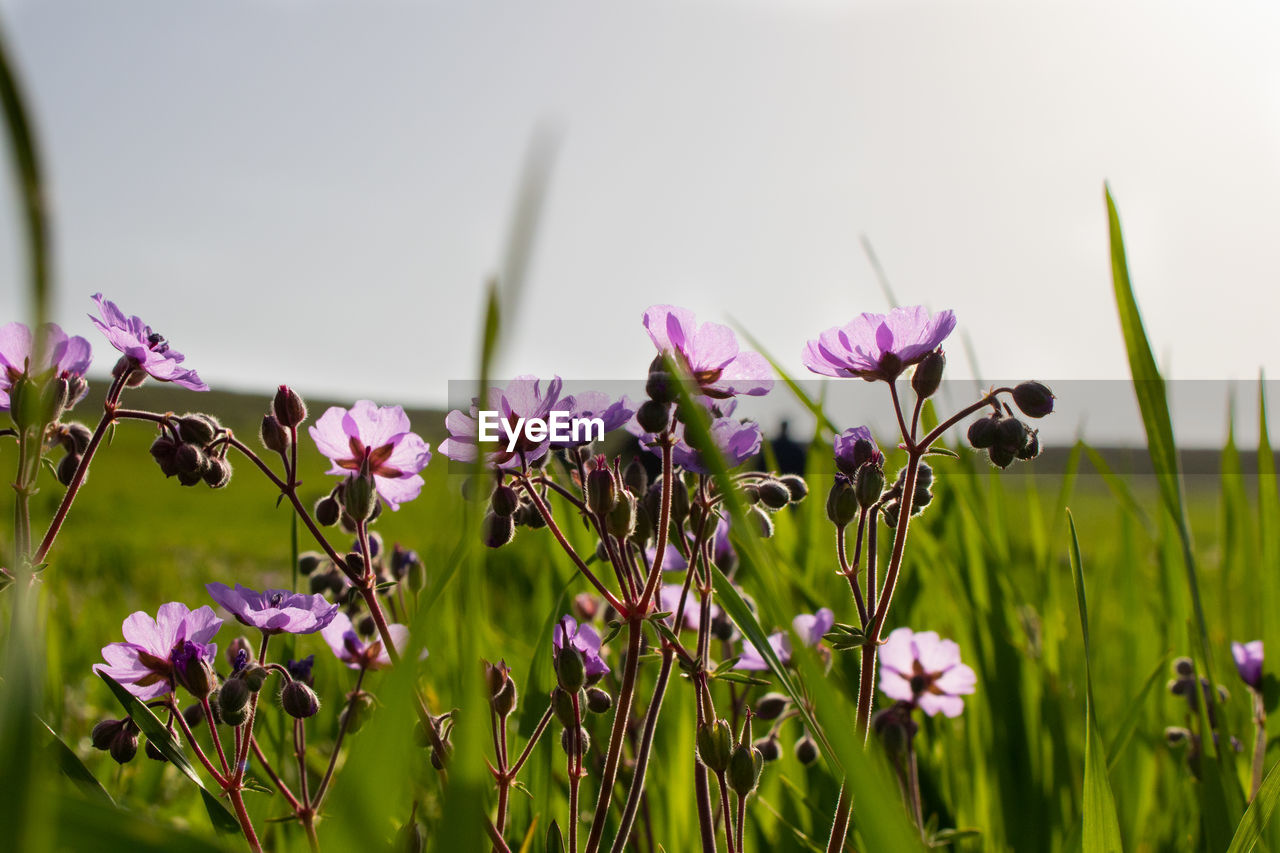 Close-up of pink flowering plant on field against sky