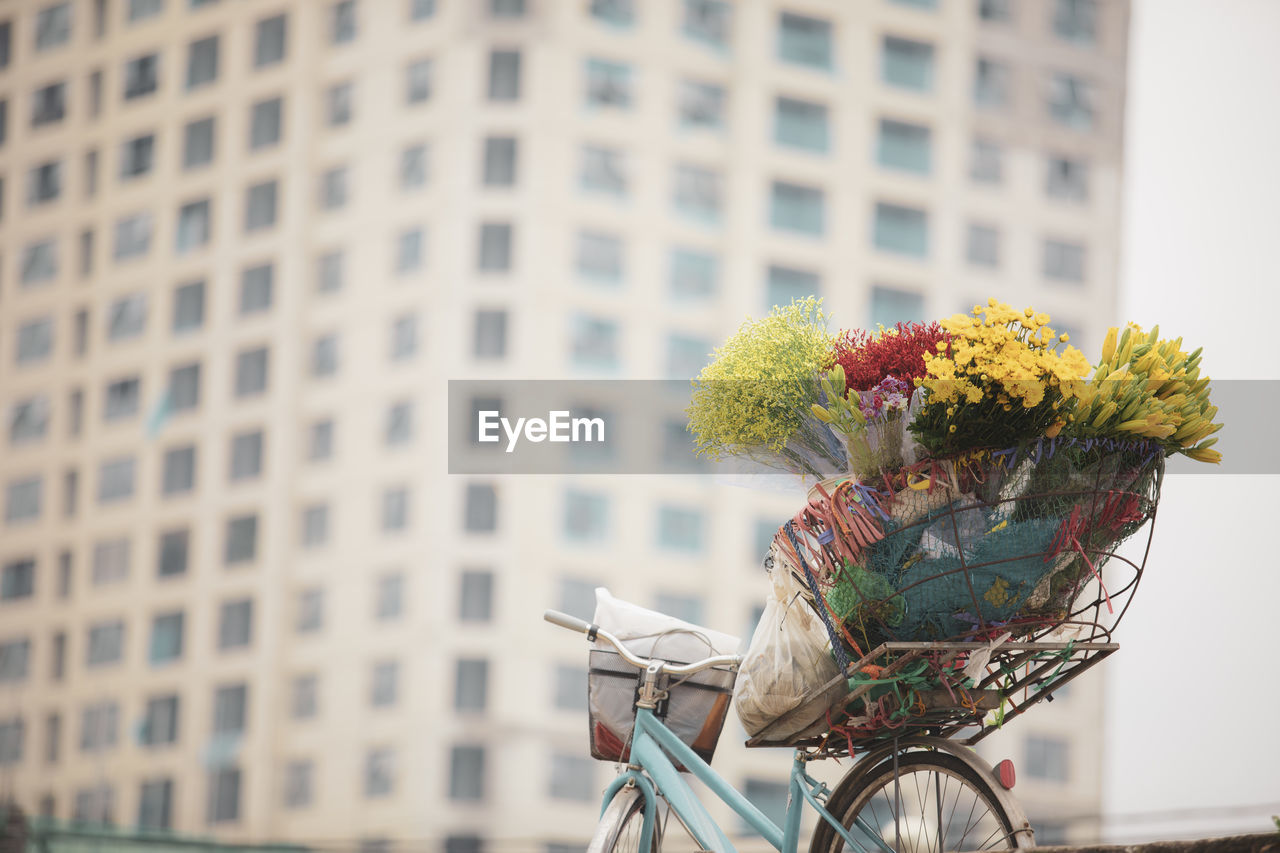 VIEW OF FLOWERING PLANT IN CITY