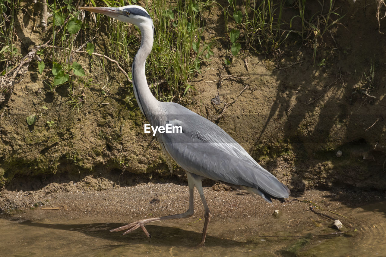 GRAY HERON PERCHING ON A TREE