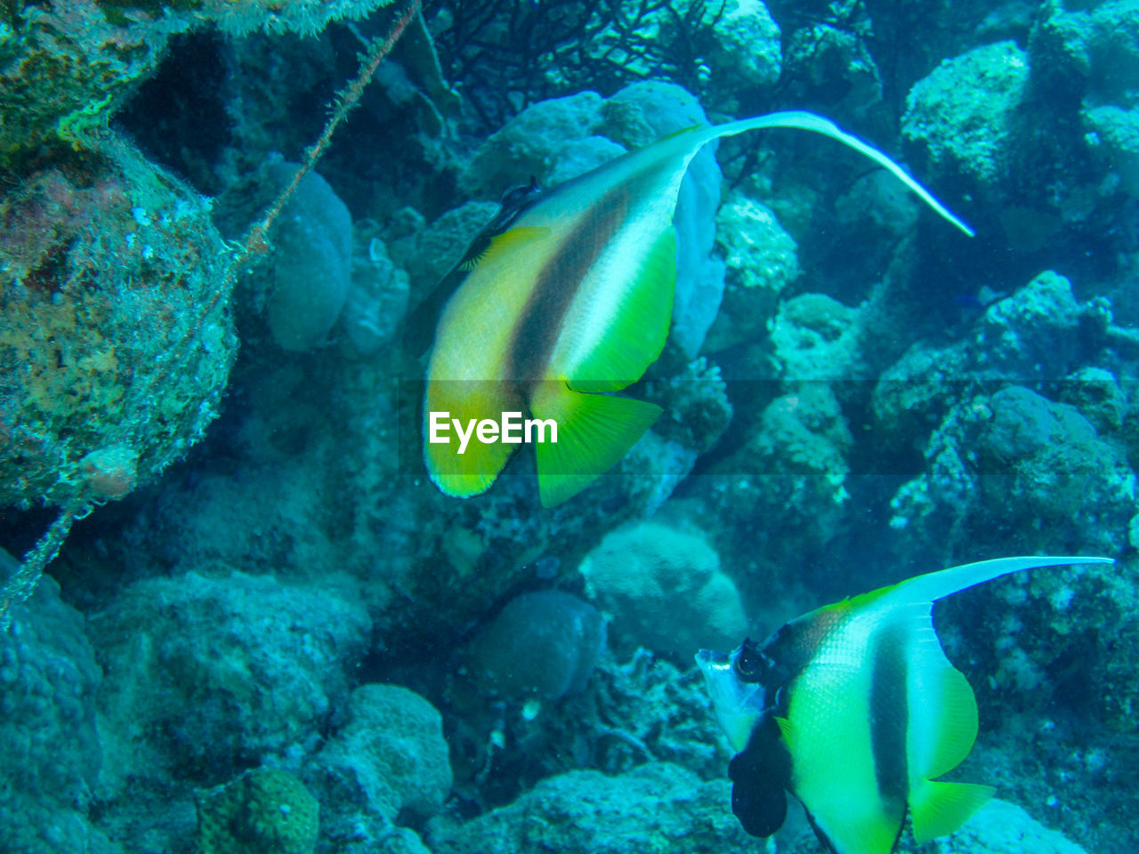 UNDERWATER VIEW OF FISH SWIMMING