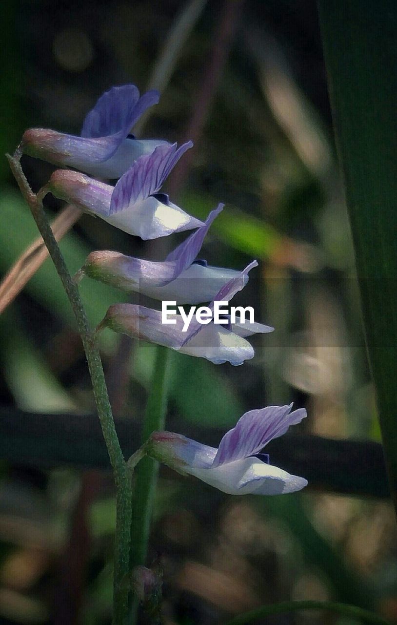 CLOSE-UP OF PURPLE FLOWERS BLOOMING OUTDOORS