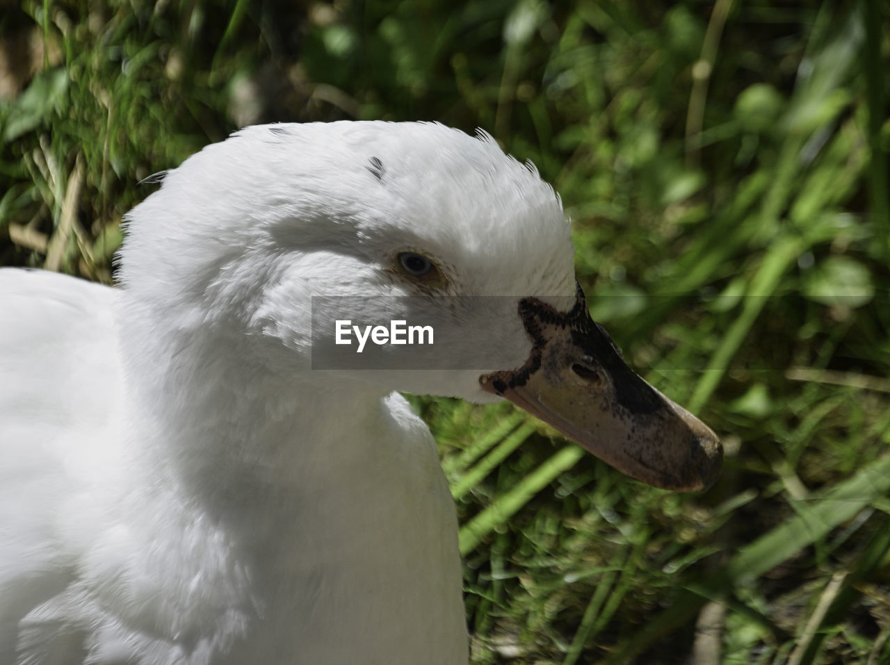 CLOSE-UP OF A BIRD ON PLANT