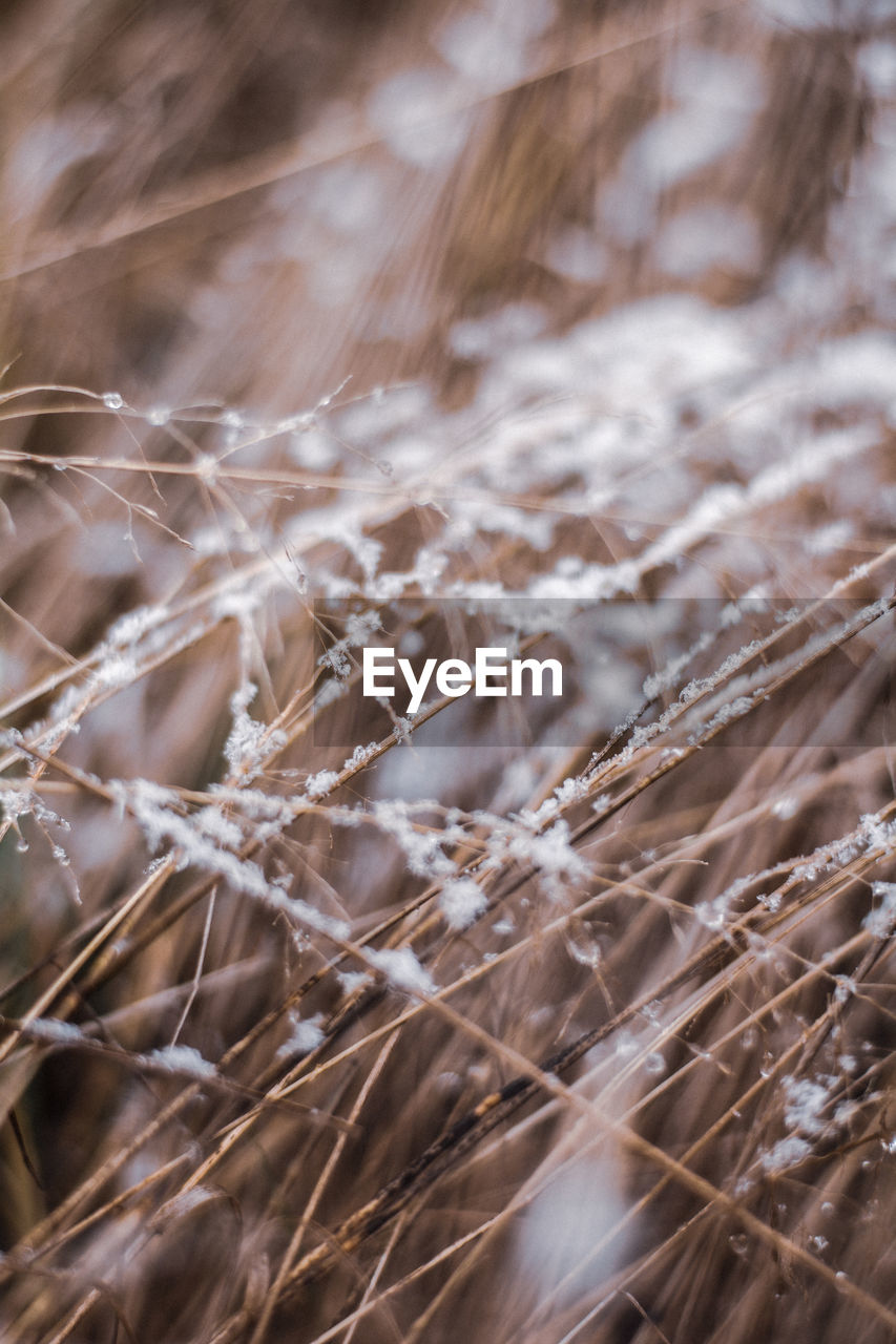 plant, close-up, nature, branch, grass, beauty in nature, no people, cereal plant, backgrounds, landscape, rural scene, growth, agriculture, land, sunlight, crop, field, environment, dry, day, outdoors, tranquility, selective focus, frost, winter, focus on foreground, brown, wheat, leaf, twig, full frame, autumn, summer, barley, abstract, macro photography, pattern, seed, softness, freshness