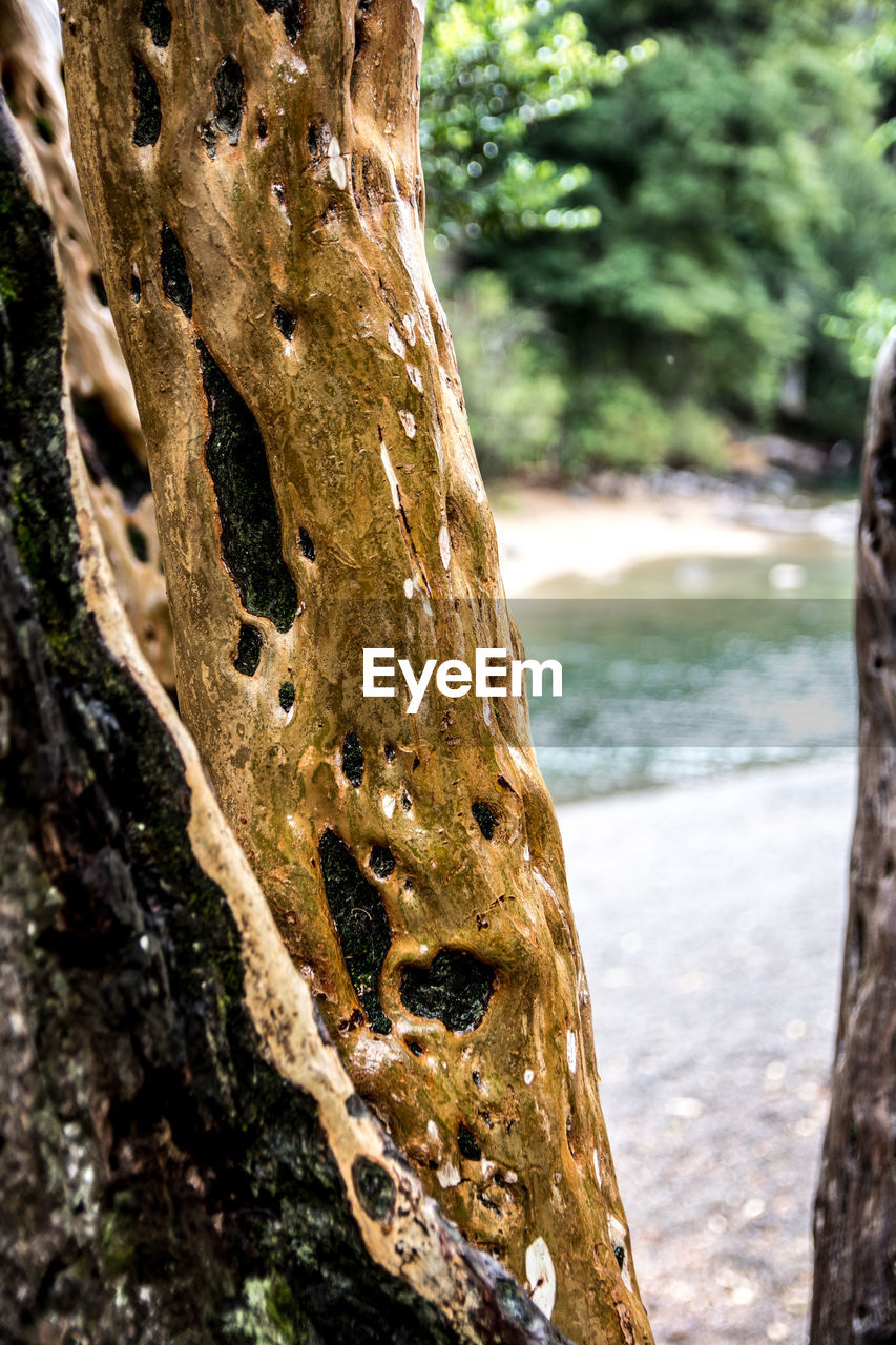 CLOSE-UP OF A TREE TRUNK