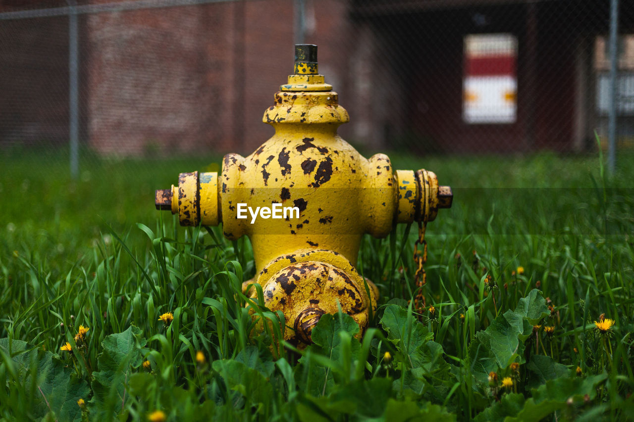 CLOSE-UP OF FIRE HYDRANT ON YELLOW FLOWER