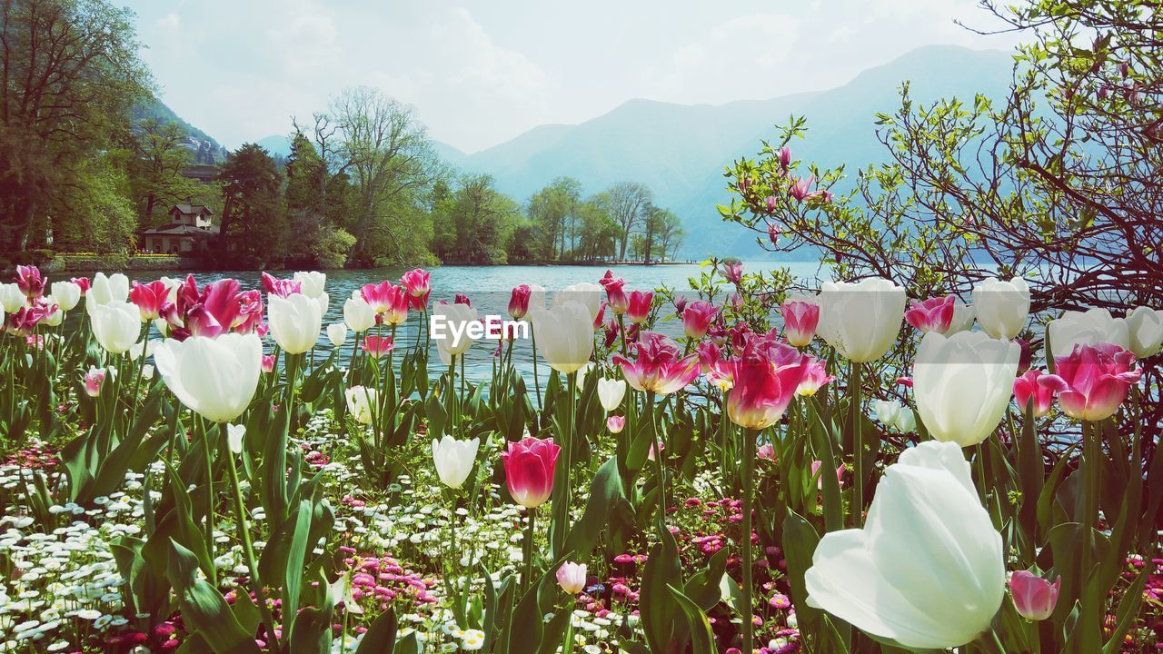 CLOSE-UP OF PINK FLOWERING PLANTS AGAINST TREES AND MOUNTAINS