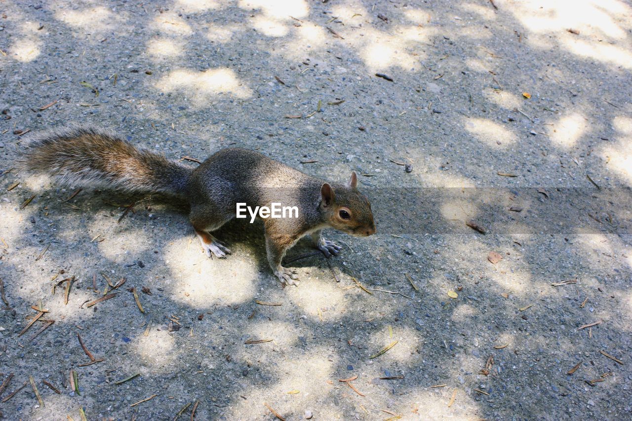 High angle view of squirrel on field