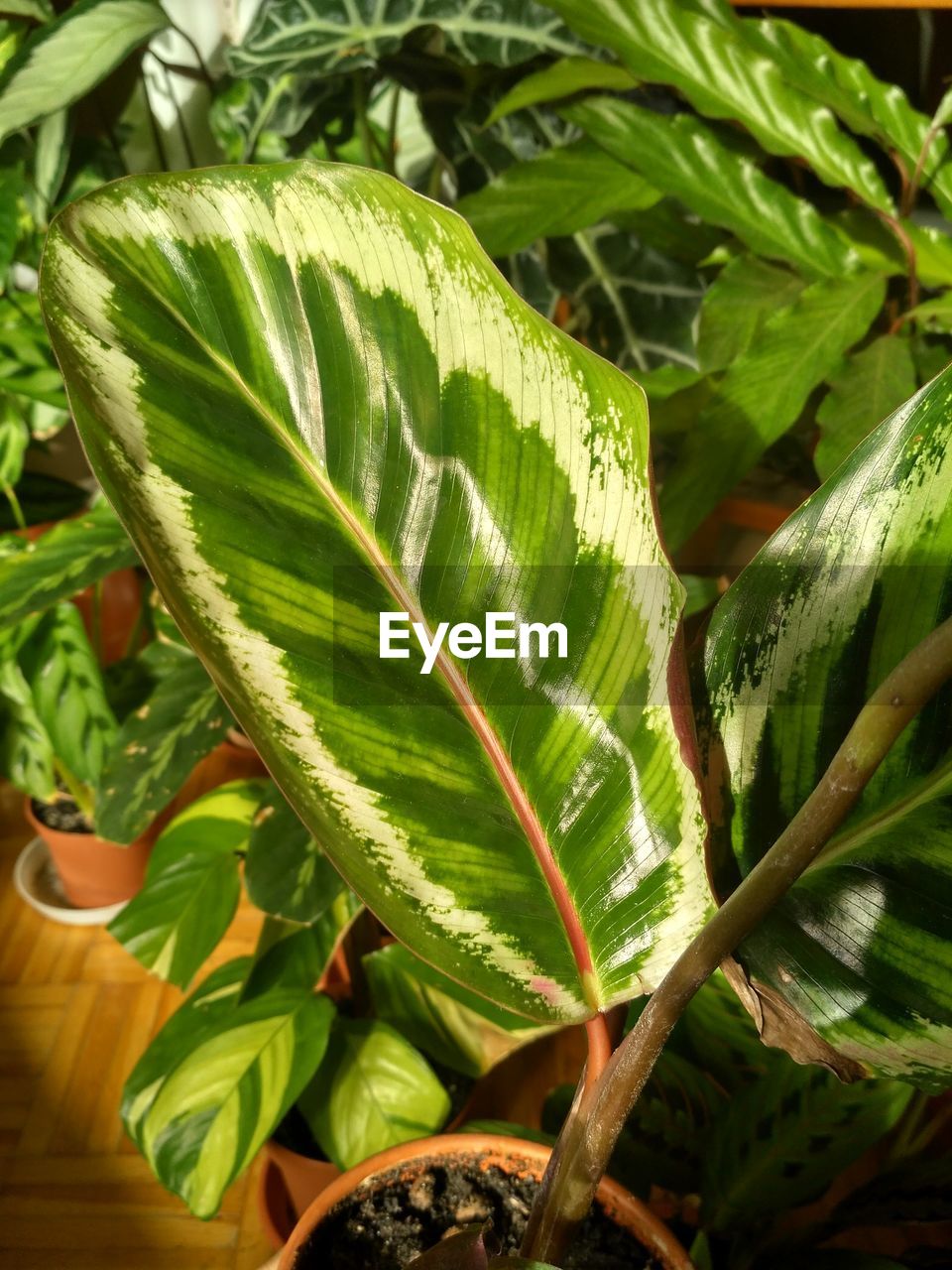 HIGH ANGLE VIEW OF LEAVES