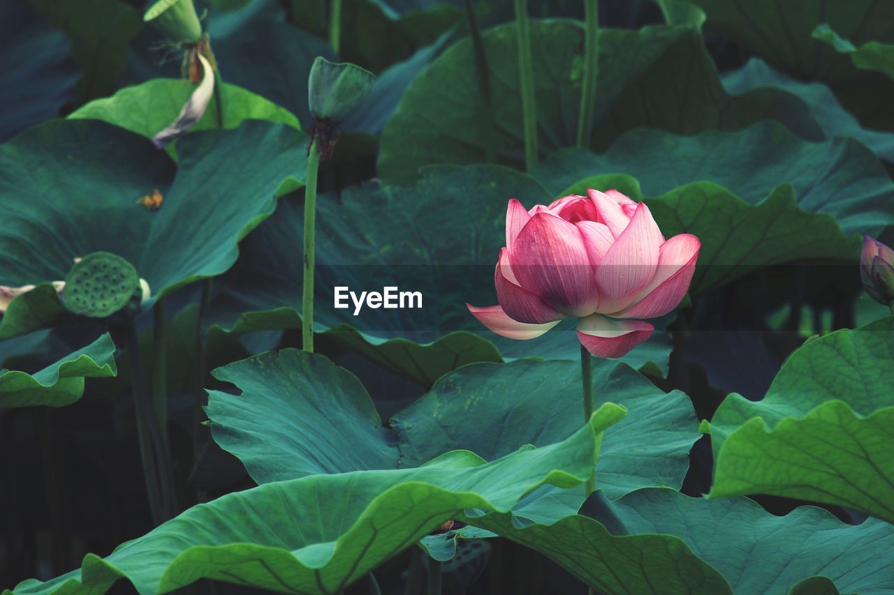 Close-up of pink lotus water lily