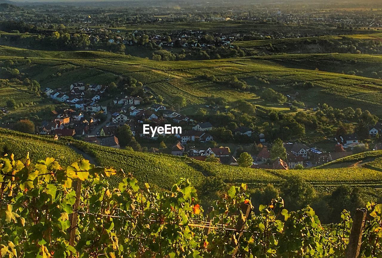 High angle view of vineyard