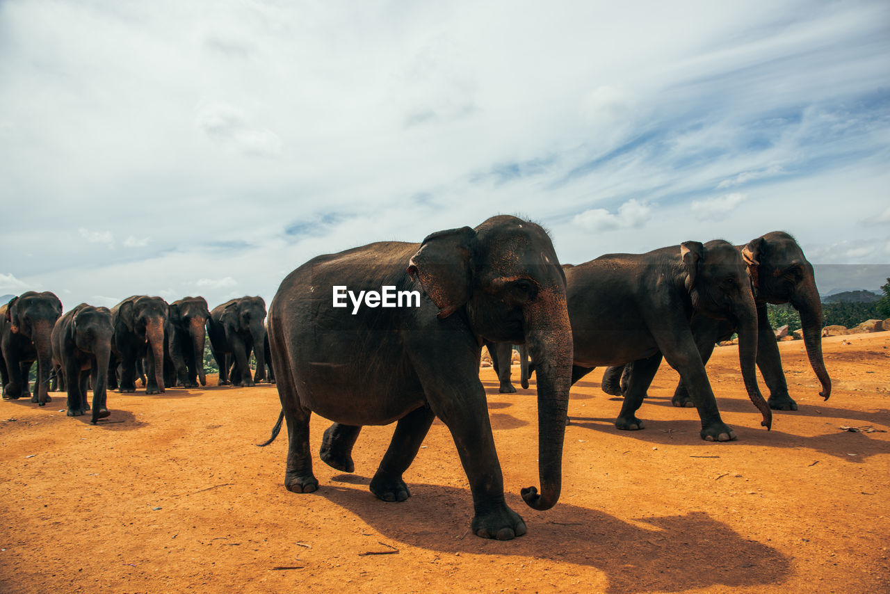 VIEW OF ELEPHANT