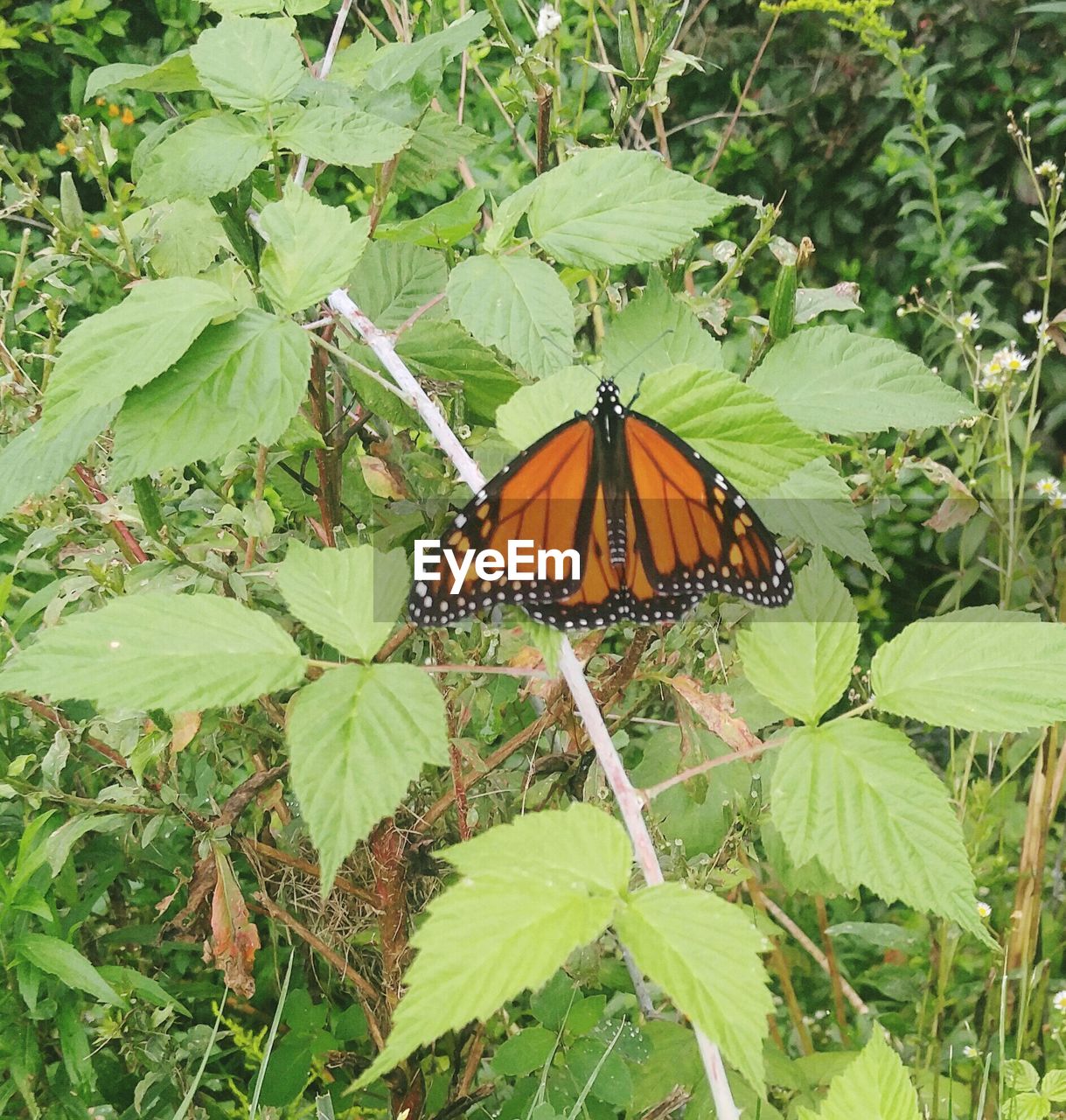 CLOSE-UP OF BUTTERFLY PERCHING ON LEAF