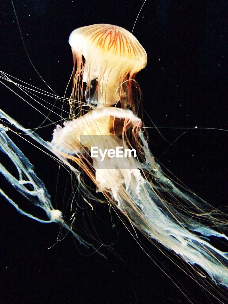 Close-up of two jellyfish against black background