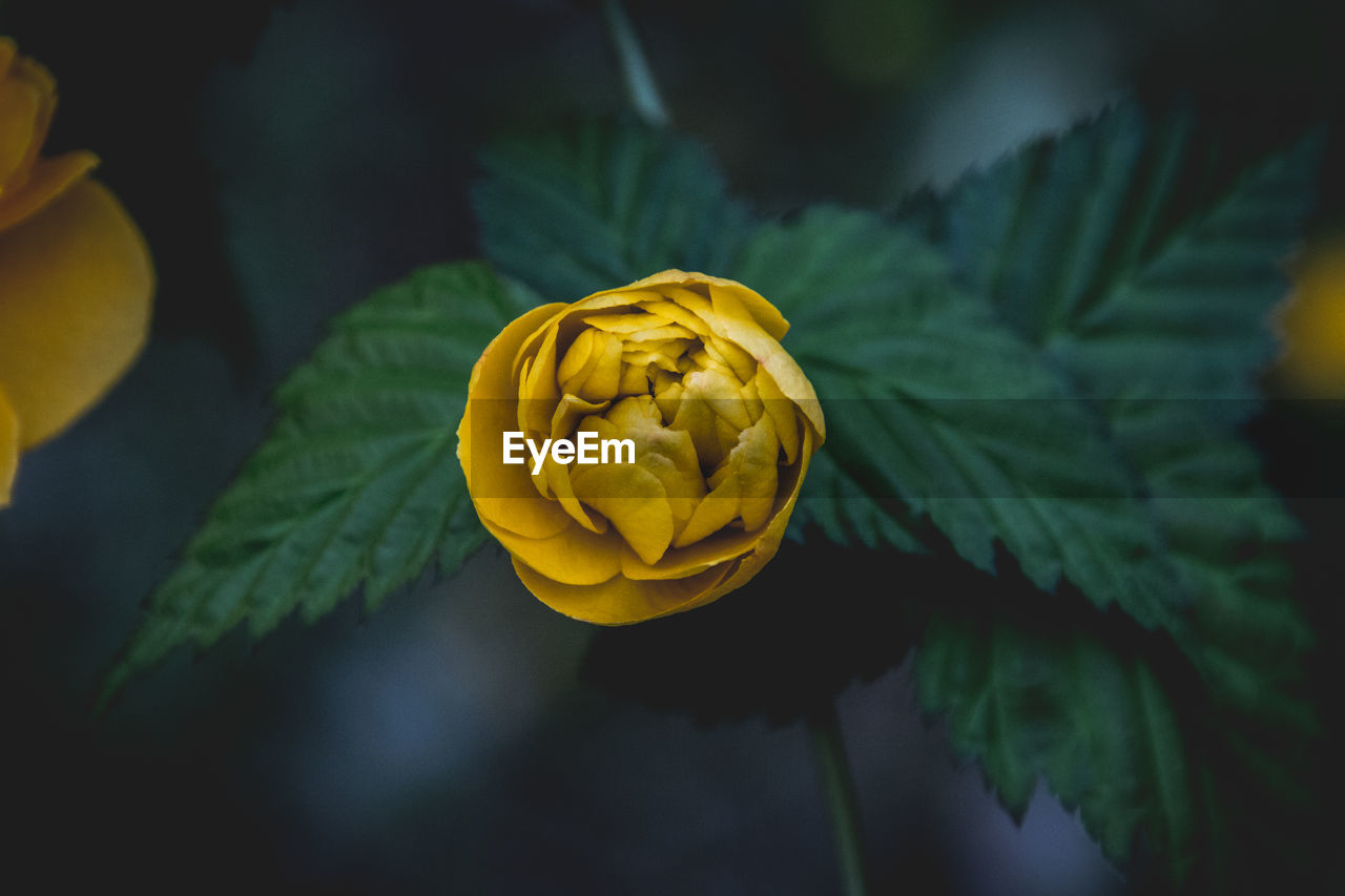 Close-up of yellow flower blooming in park