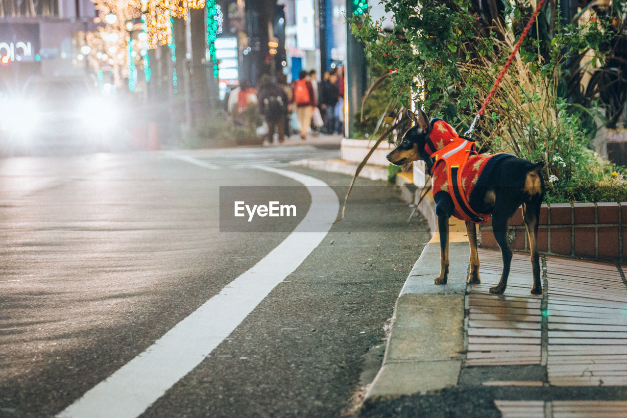 Miniature pinscher standing on sidewalk in city at night