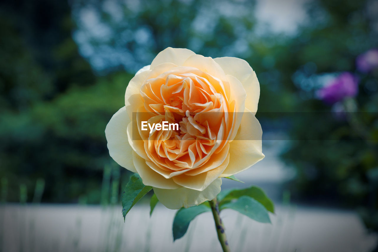 Close-up of rose blooming outdoors