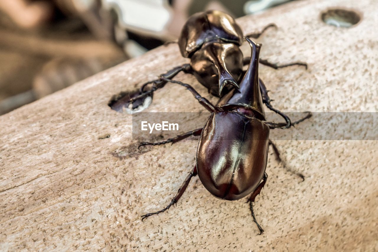 CLOSE-UP OF ANT ON GROUND