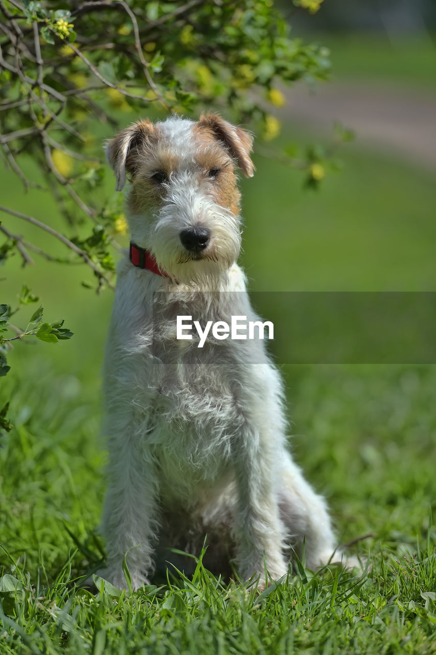 PORTRAIT OF DOG IN FIELD