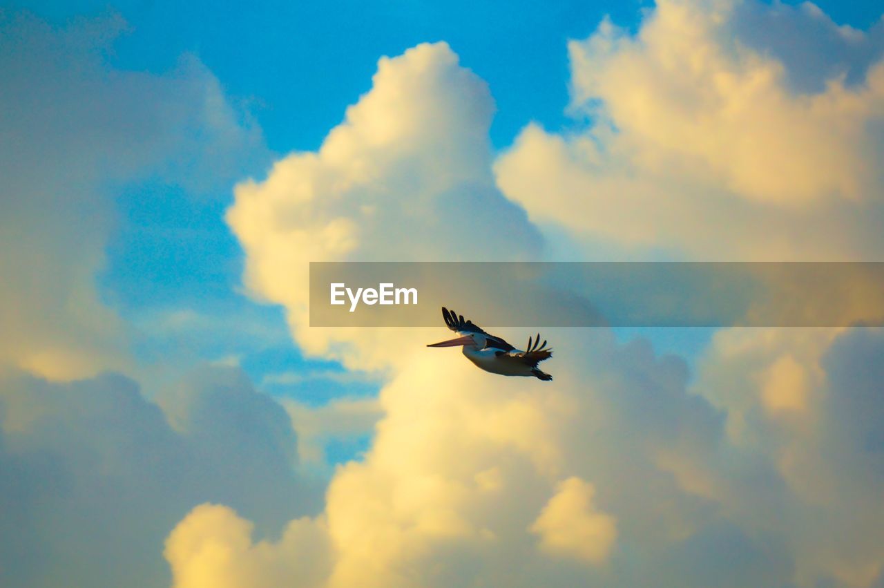 A pelican soring high in a vibrant cloud filled sky