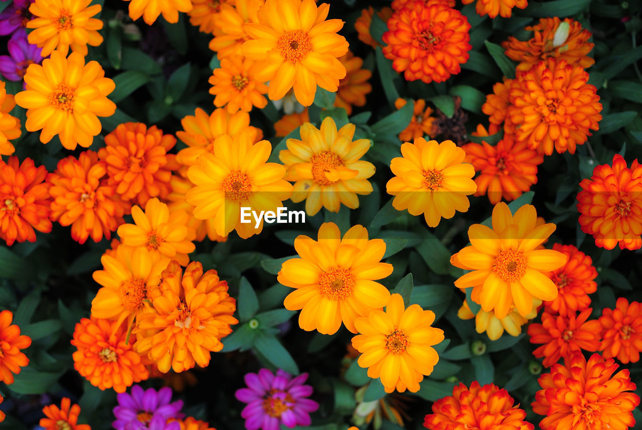 Full frame shot of orange blooming flowers at park