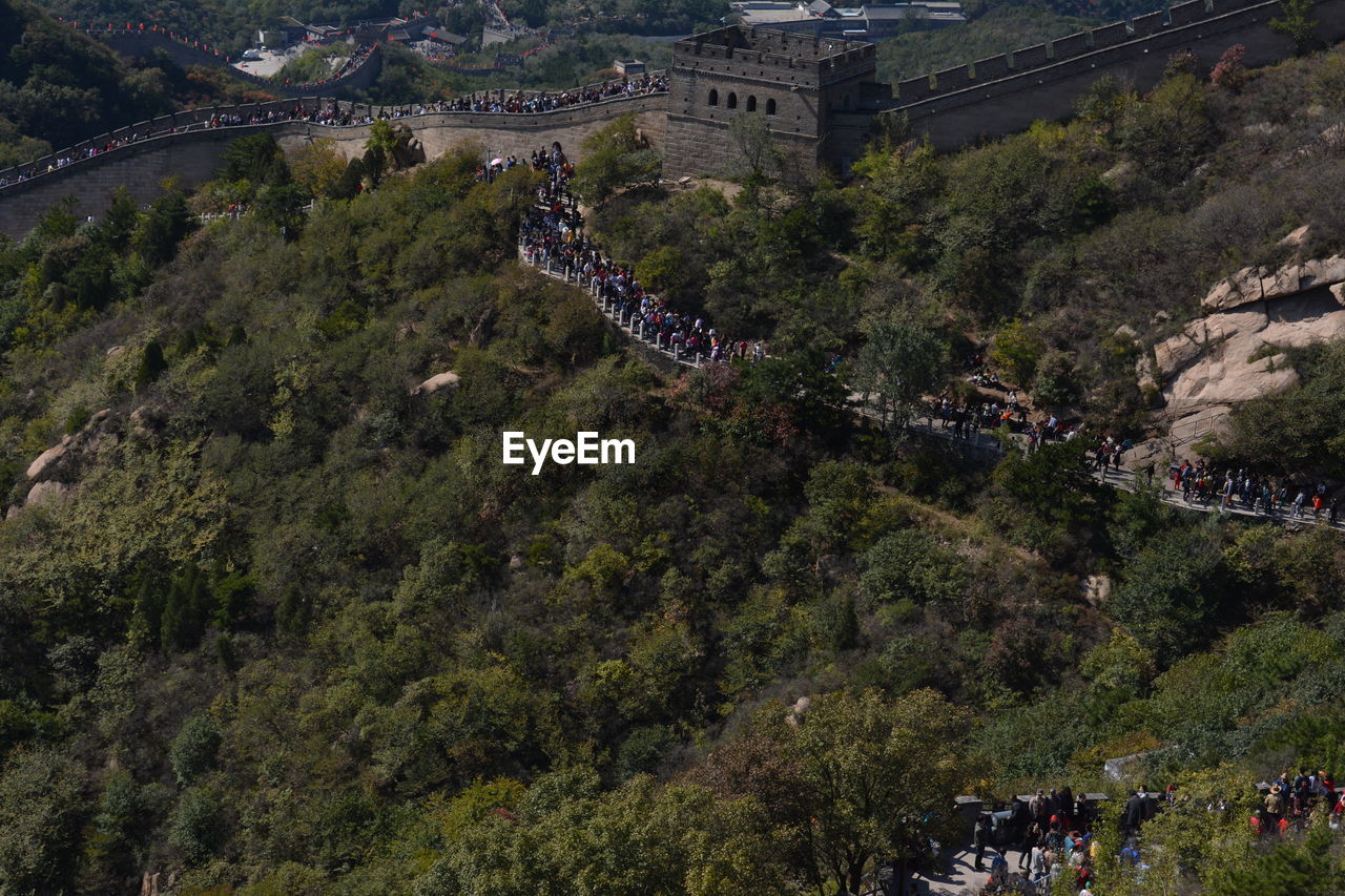 HIGH ANGLE VIEW OF TREES AND PLANTS