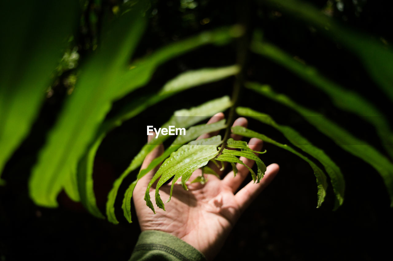 CROPPED IMAGE OF PERSON HOLDING LEAVES