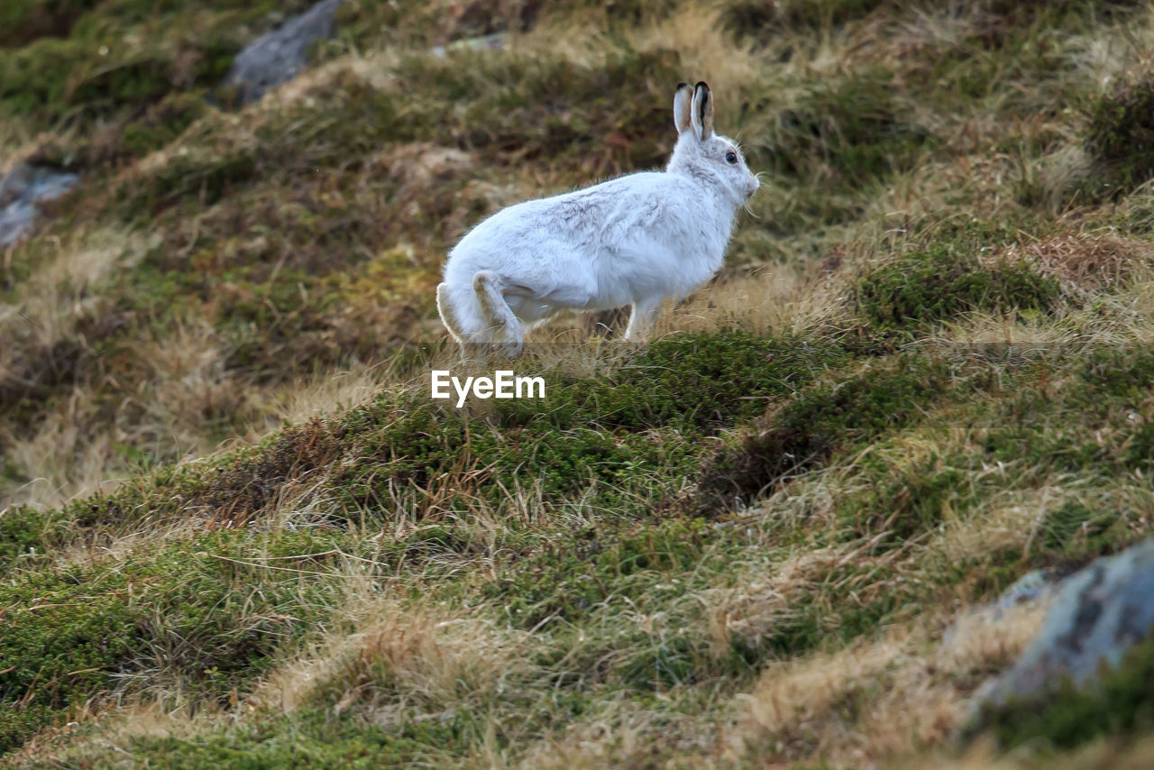 A mountain hare in full flight