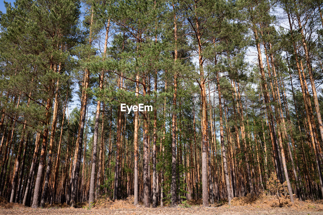 LOW ANGLE VIEW OF TREES IN FOREST