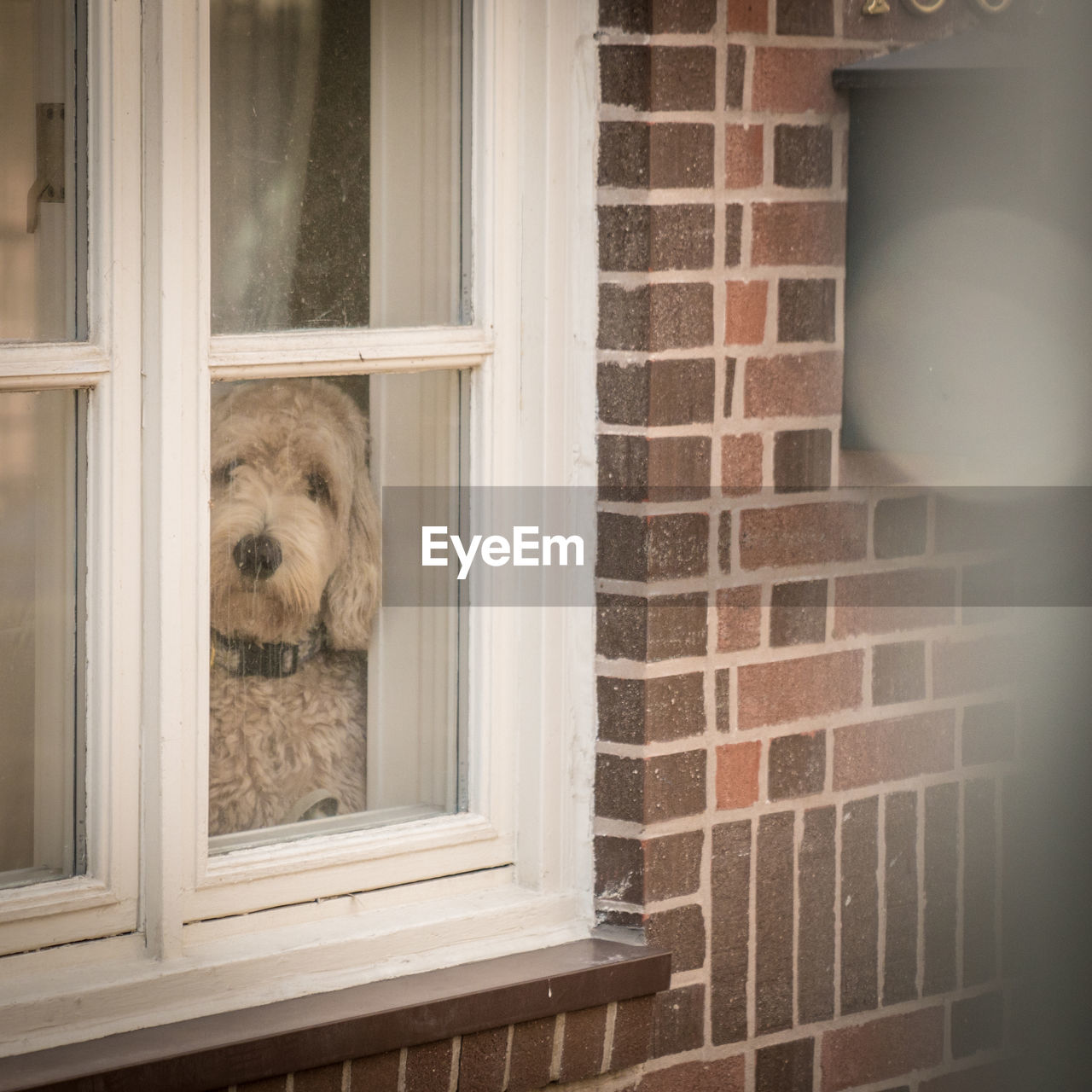 Dog looking through window