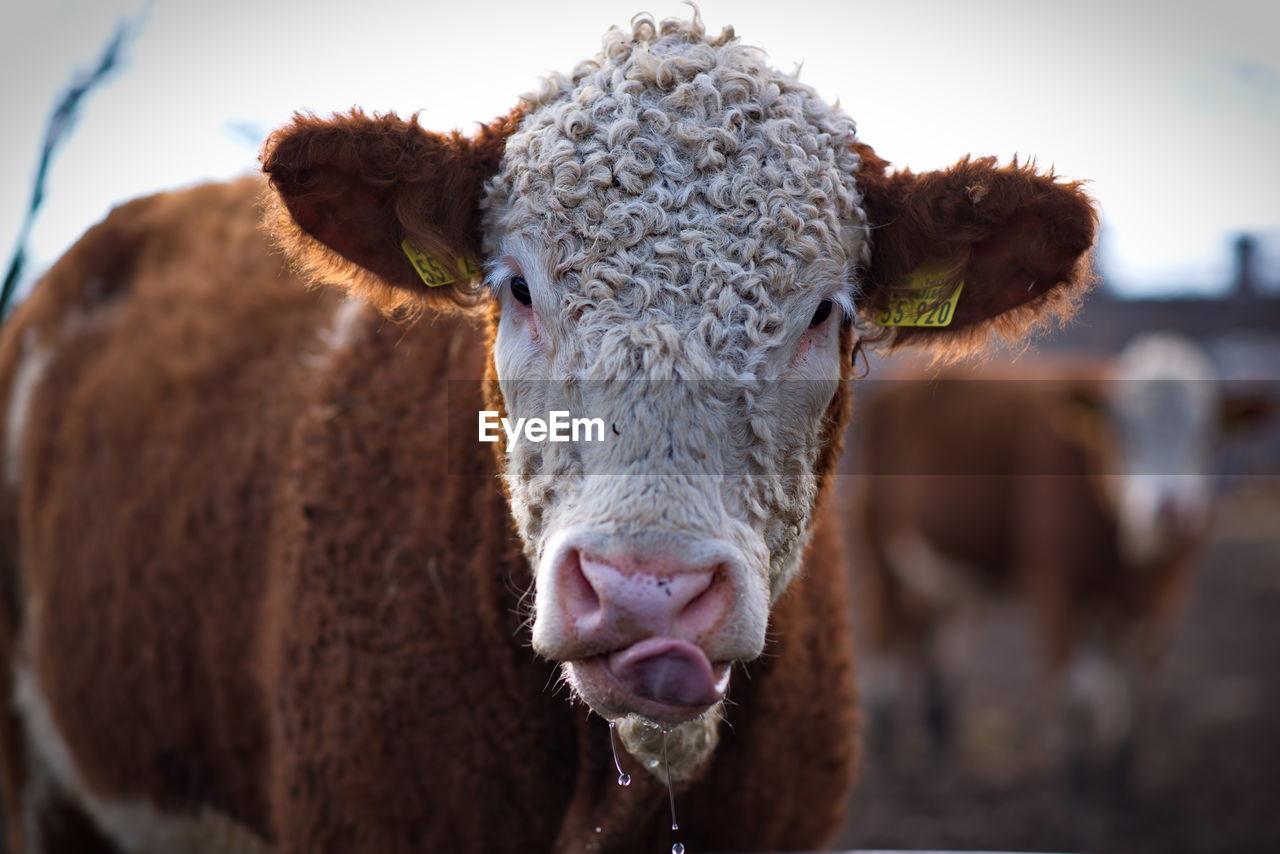 Close-up portrait of cow against sky