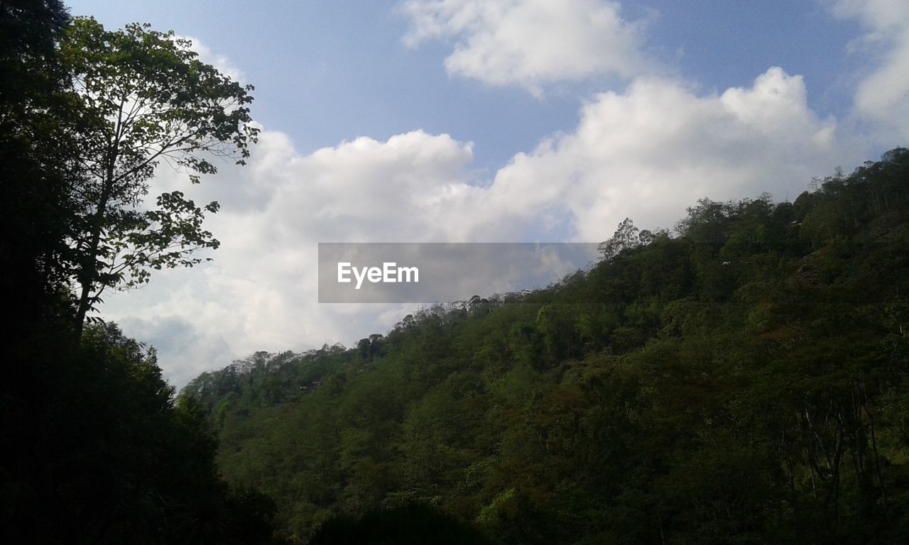 LOW ANGLE VIEW OF TREES AND FOREST AGAINST SKY