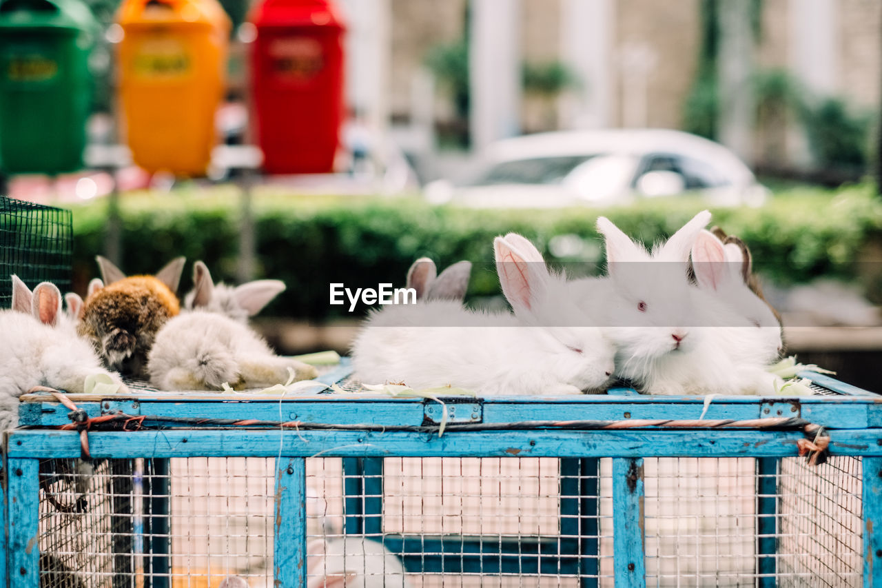 Flock of white rabbits in cage