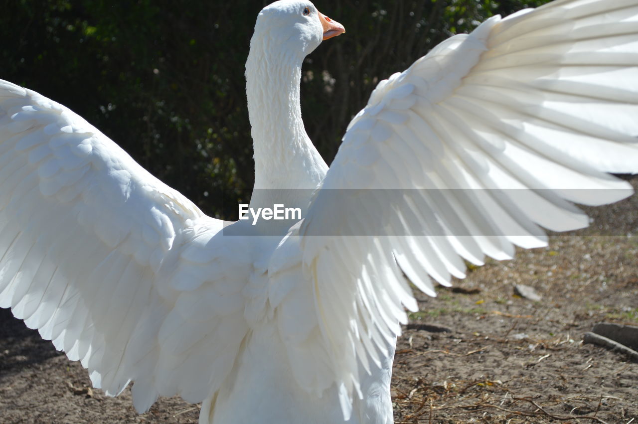 CLOSE-UP OF WHITE BIRDS