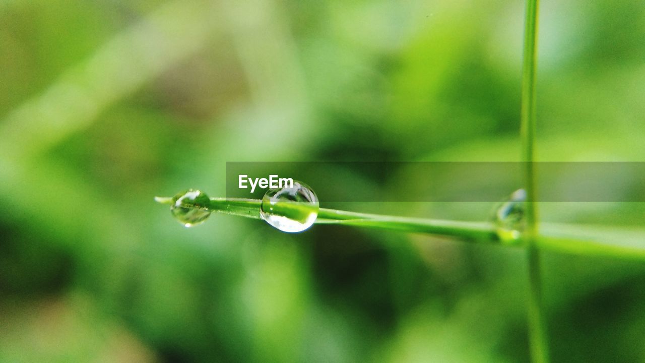 Close-up of water drops on plant