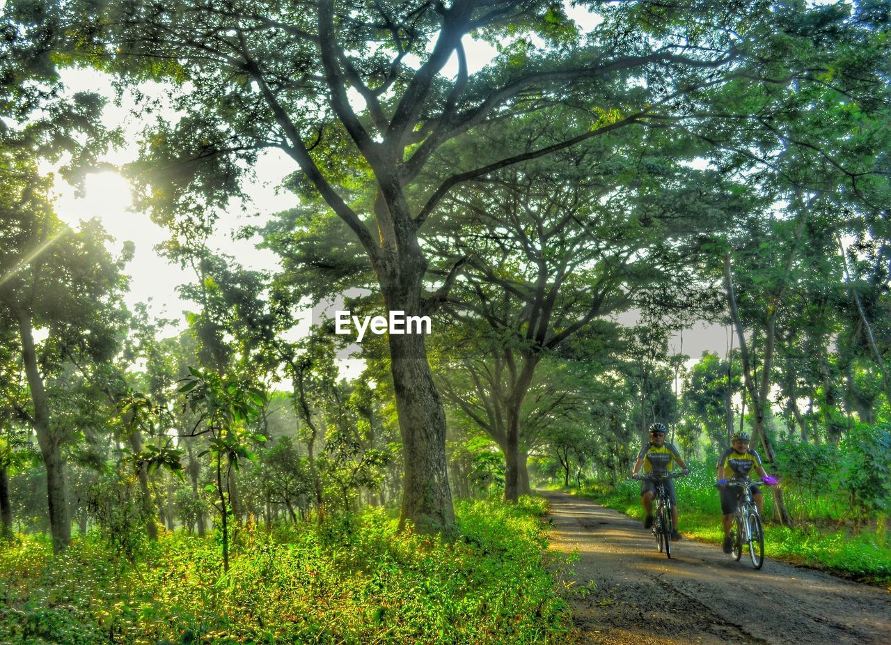 VIEW OF TREES IN PARK