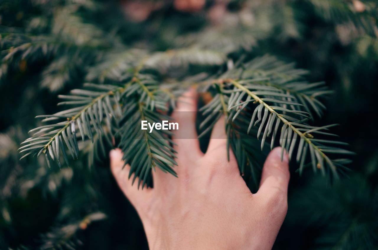 Cropped hand touching pine tree