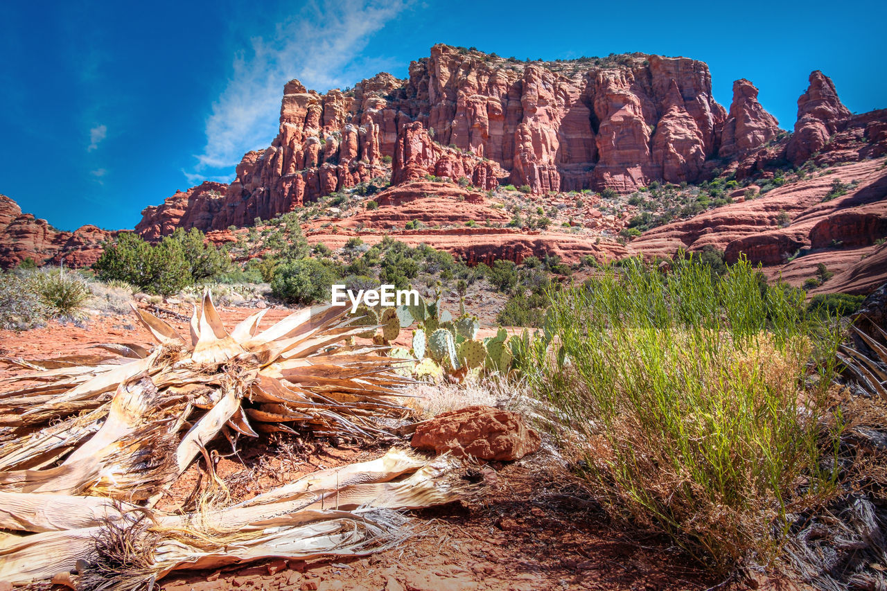 landscape, sky, environment, scenics - nature, rock, nature, wilderness, land, travel destinations, rock formation, desert, mountain, plant, beauty in nature, travel, canyon, semi-arid, no people, national park, non-urban scene, blue, tree, cloud, valley, park, outdoors, tourism, extreme terrain, tranquility, mountain range, geology, clear sky, arid climate, plateau, natural environment, tranquil scene, sunny, climate, terrain, cliff, dry, grass, sunlight, wadi