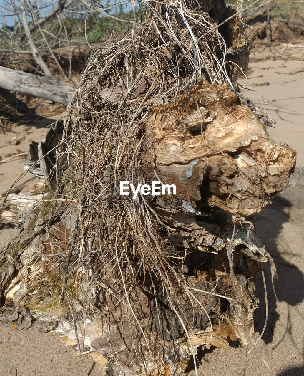 HIGH ANGLE VIEW OF DEAD PLANT ON TREE