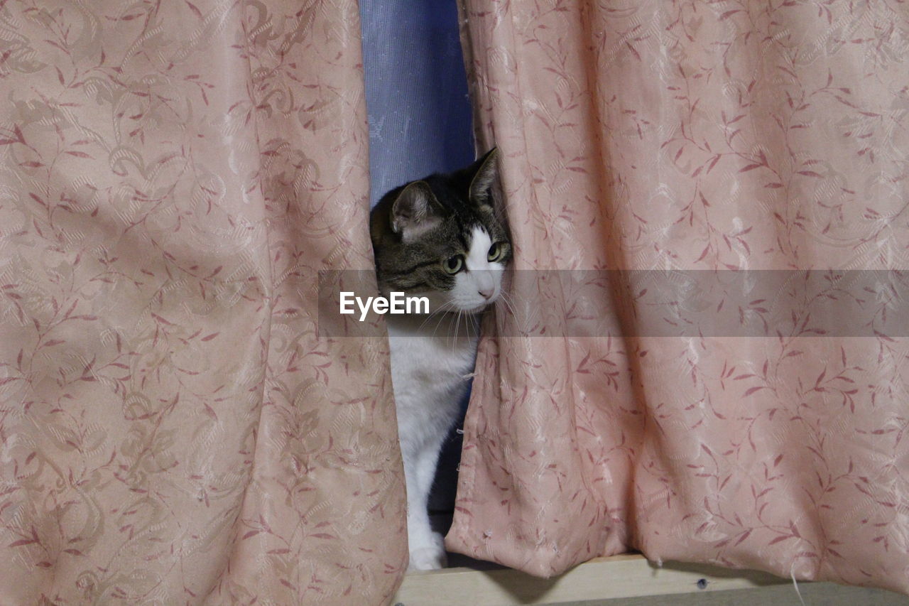 PORTRAIT OF CAT RELAXING BY CURTAIN