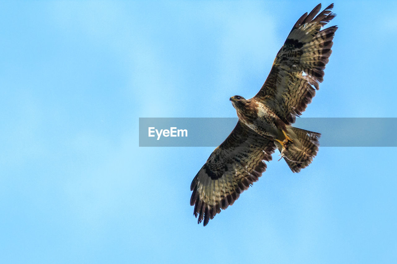 Buzzard with caught mouse