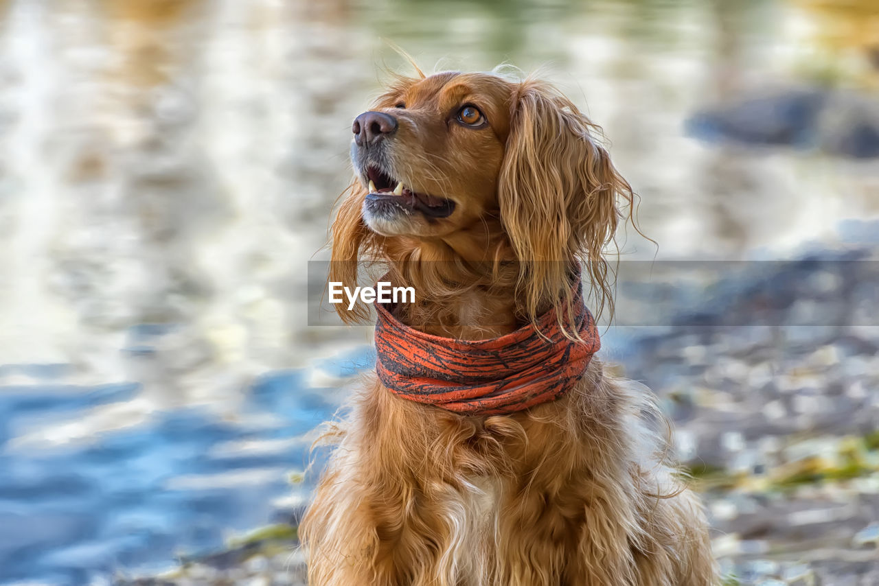 DOG LOOKING AWAY IN WATER