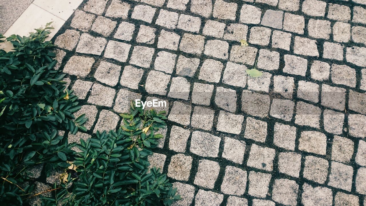 High angle view of plants