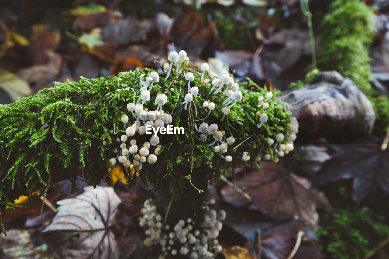 plant, nature, flower, growth, beauty in nature, leaf, woodland, plant part, garden, no people, flowering plant, tree, green, day, freshness, vegetable, close-up, outdoors, food, shrub, focus on foreground, food and drink, autumn, land, selective focus, botany, forest, sunlight